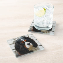 Retrato De Um Rei Charles Cavalier Spaniel