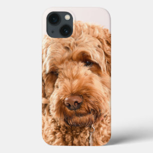 Retrato do Goldendoodle Studio