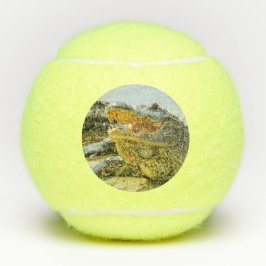 Retrato do jacaré. Frente a frente.