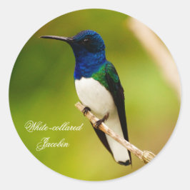 Retrato dos adesivos redondos de consolação