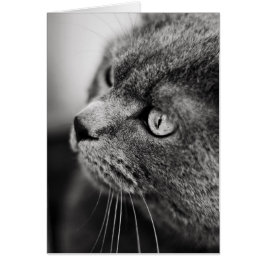 Retrato preto e branco de um cartão para gatos