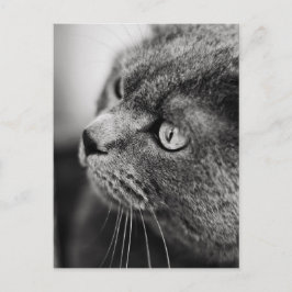 Retrato preto e branco de um gato - cartão postal