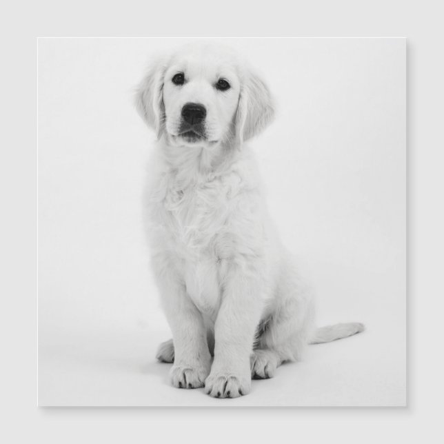 Retriever de ouro (Frente)