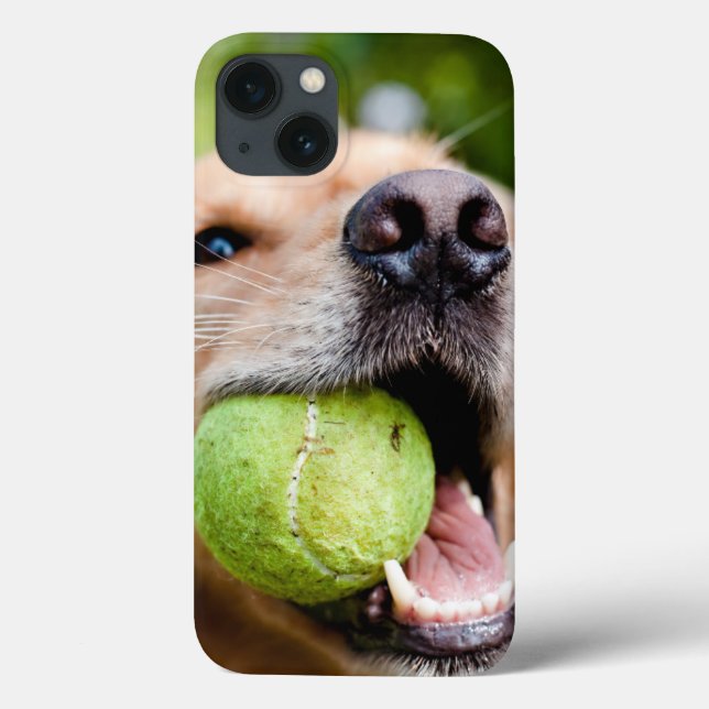 Retriever De Ouro Com Bola De Tênis (Verso)