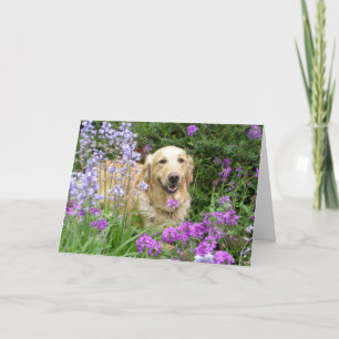 Retriever de Ouro de Cartão Saudável em Flores