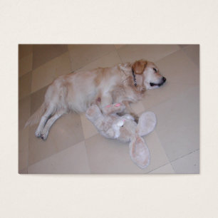 Retriever De Ouro De Dormência Bonita Com Coelho
