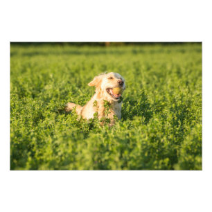 Retriever de ouro em Impressão de Fotografias de C