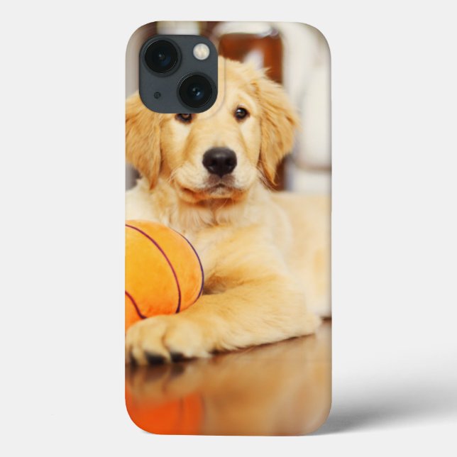 Retriever ouro Com Brinquedo De Basquete (Verso)