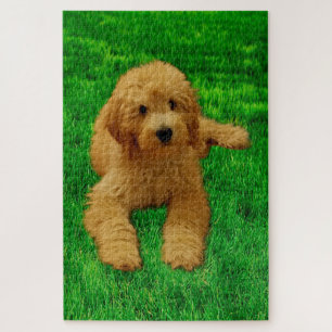 Rex A Quebra-cabeça De Goldendoodle