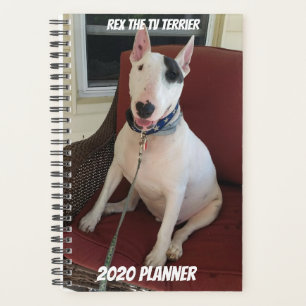 Rex O Planejador Terrier 2020 Da TV