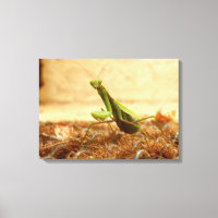 Rezando Mantis Canvas Impressão