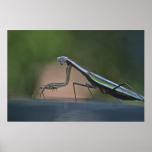 Rezando pela Poster de Mantis