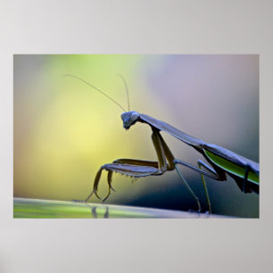 Rezando pela Poster de Mantis