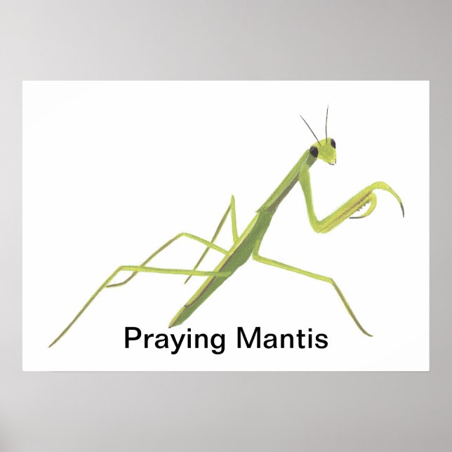 Rezando Posters Personalizadas de Pintura de Manti (Frente)