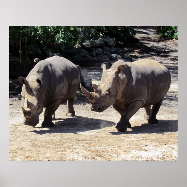 Rhino Poster (Frente)