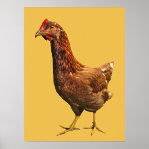 Rhode Island Red Hen Poster