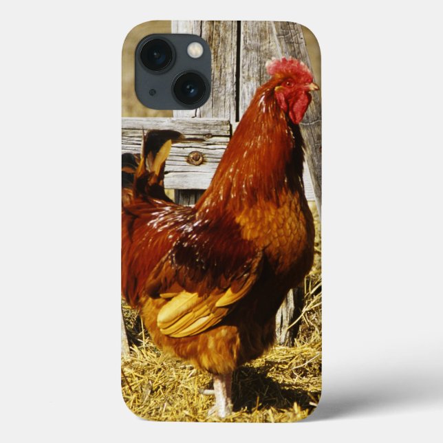 Rhode Island Red Rooster (Verso)