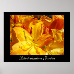 Rhododendron Flores impressões de arte Jardim Irmã