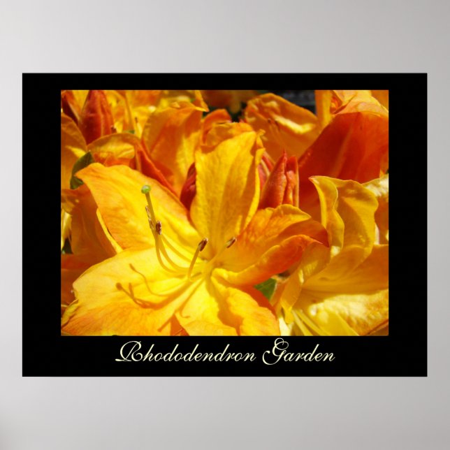 Rhododendron Flores impressões de arte Jardim Irmã (Frente)