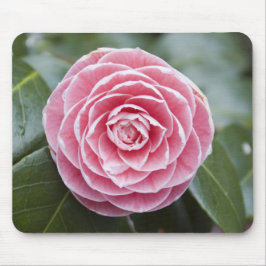 Rhododendron Mousepad Rosa