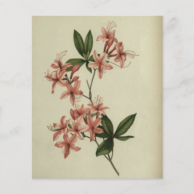 Rhododendron Study Scrapbook Paper (Frente)