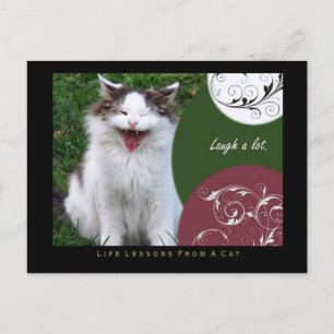 Ria as lições de vida de um cartão postal de gato
