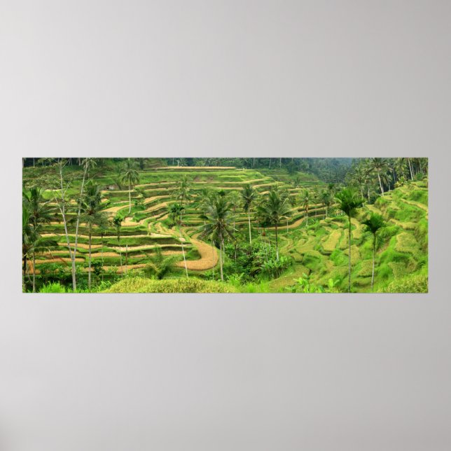 Rice Terraces em Bali Poster Impressão (Frente)