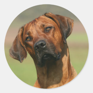 Ridgeback autocolante