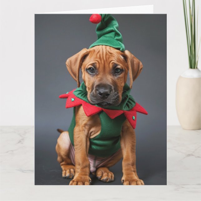 Ridgeback Elf Puppy Cartão de Natal (Frente)