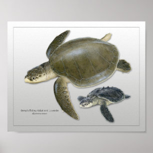 Ridley Sea Turtle Adulto e Juvenil Impressão