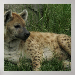 Rindo de Hyenas Poster