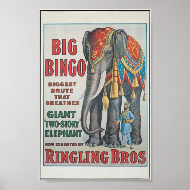 Ringing Bros Big Bingo the elefante Circus Poster (Frente)