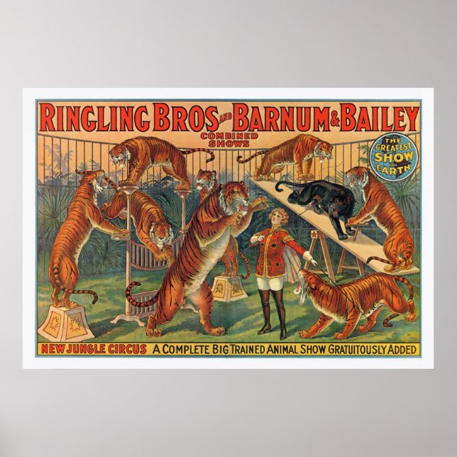 Ringling Brothers Barnum e Bailey Tigers Poster (Frente)