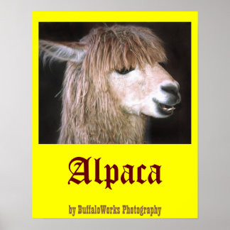 Ringo, Poster do Alpaca