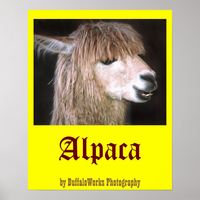 Ringo, Poster do Alpaca (Frente)