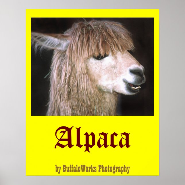 Ringo, Poster do Alpaca (Frente)