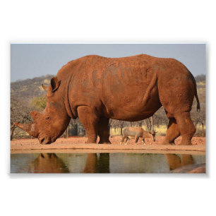 Rino com lama na foto da pele