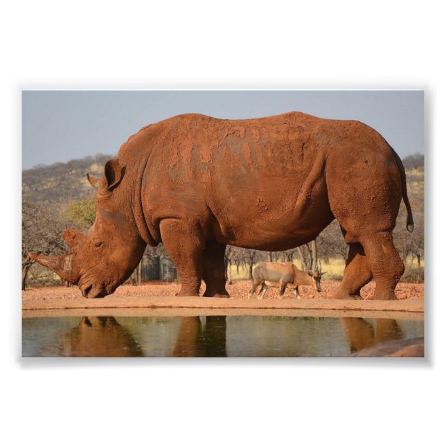 Rino com lama na foto da pele (Frente)