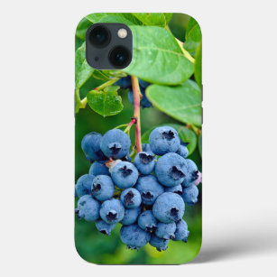 Ripe Blueberry Em Bush