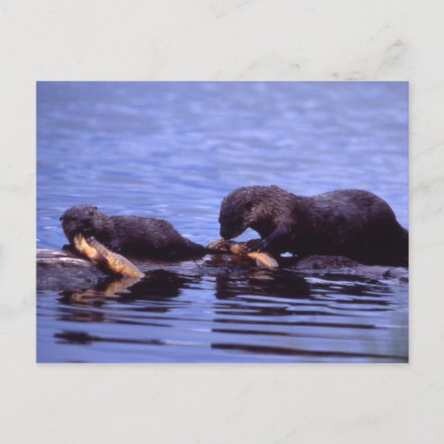 River Otters Wildlife Series nº 15 Cartão postal (Frente)