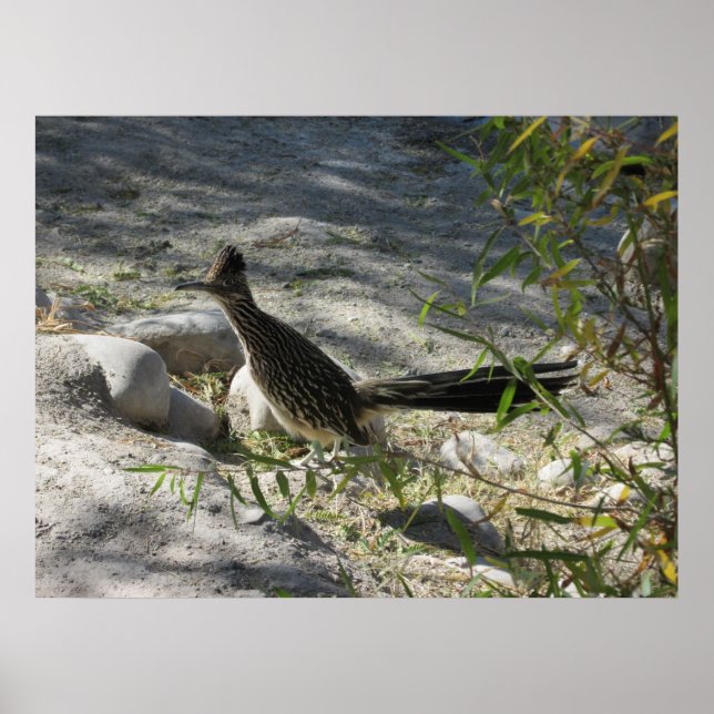 Roadrunner Poster (Frente)