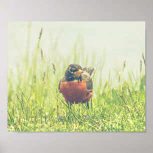 Robin Americano Bird Nature Poster