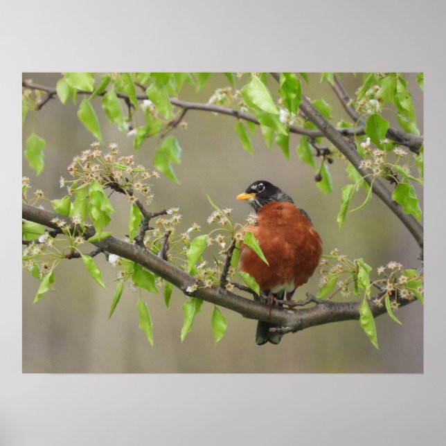 Robin Americano e Primavera Blossoms Poster (Frente)