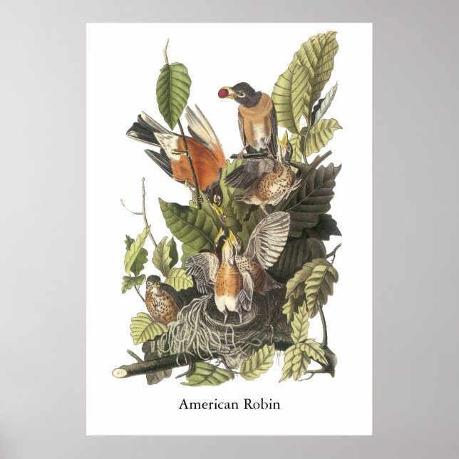 Robin Americano, John Audubon Impressão (Frente)