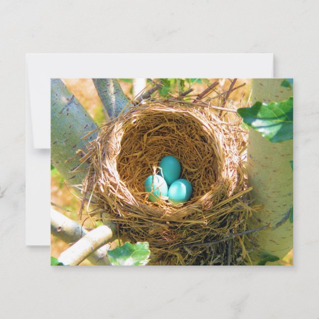 Robin dos Ovos em um Ninho de Árvore do Quintal (Frente)