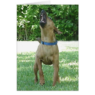 Rocco - Rye Ruv Roo! Cartão