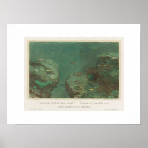 Rochas Submarinas Com Poster de Corais Verdes(1867