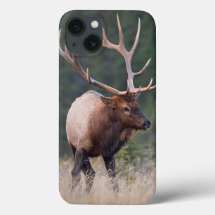 Rocky Mountain Elk