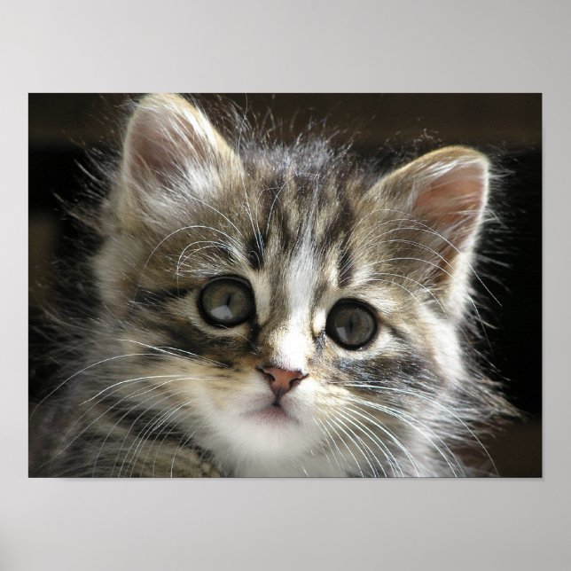 Rocky the Kitten Poster 2 (Frente)