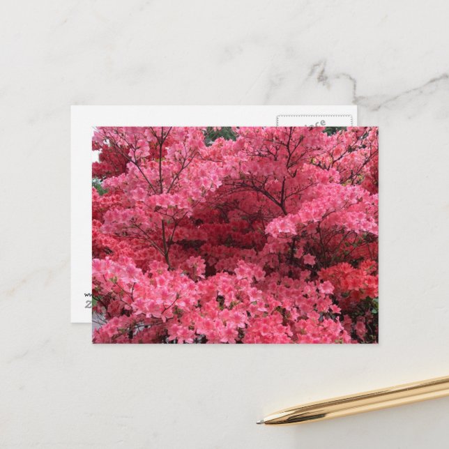 Rododendros de Halifax Nova Scotia Cartão Postal (Frente/Verso In Situ)